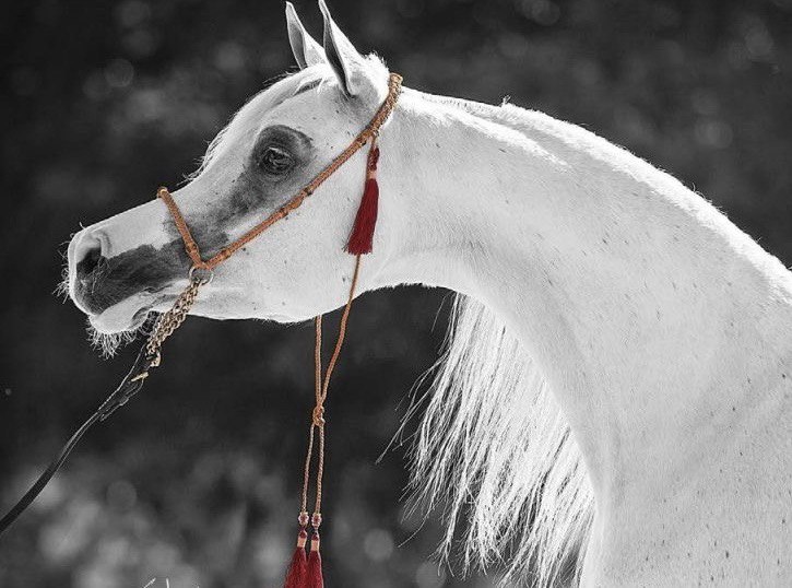 الخيل.